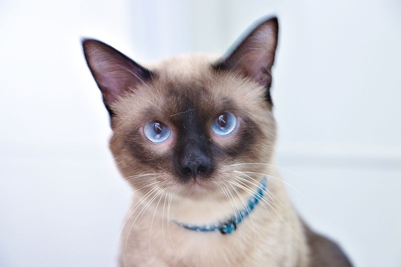 AÇÃO CASTRA MÓVEL