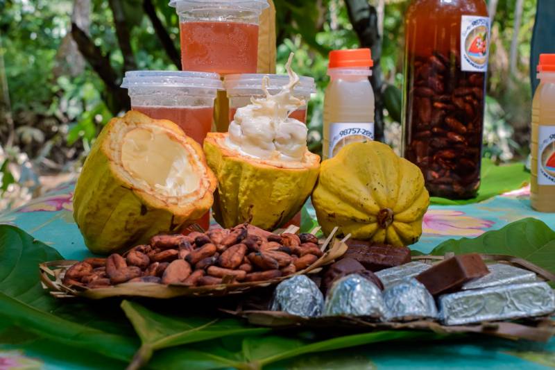 Benevides aumenta a produção de cacau e entra no seleto grupo dos municípios produtores do Pará