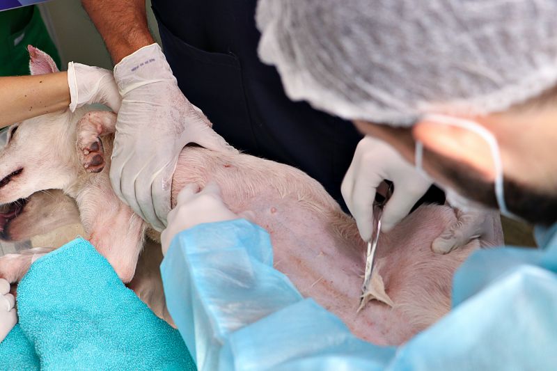 Ação Castra Móvel St Dumont 2