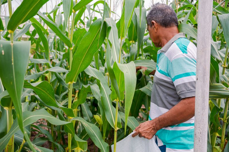 COLHEITA DO MILHO-SEMAGRI