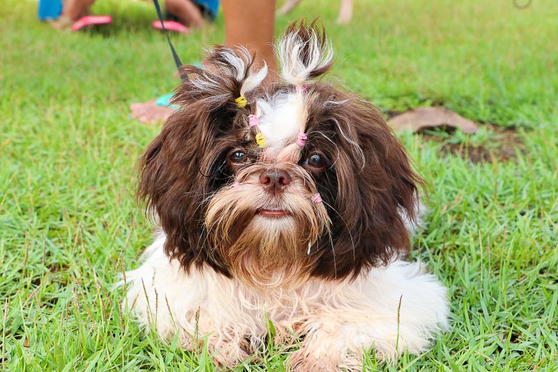 Açao Castra Móvel em Sta Maria