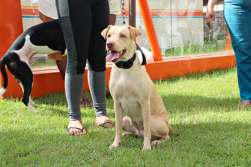 Açao Castra Móvel em Sta Maria