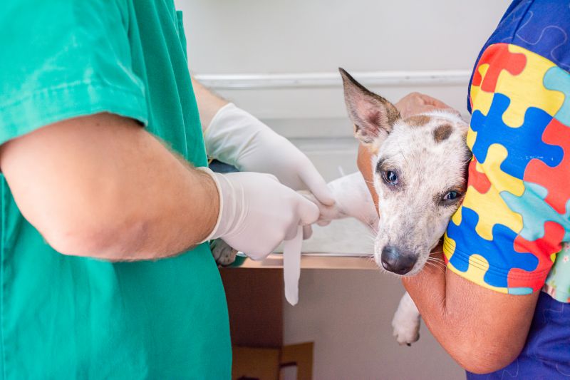 CASTRAÇÃO DE CÃES- GINÁSIO NAGIBÃO