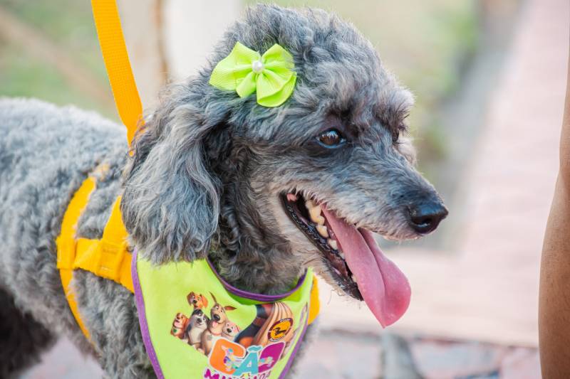 Crédito: Cecom-Benevides/Karla Sofia