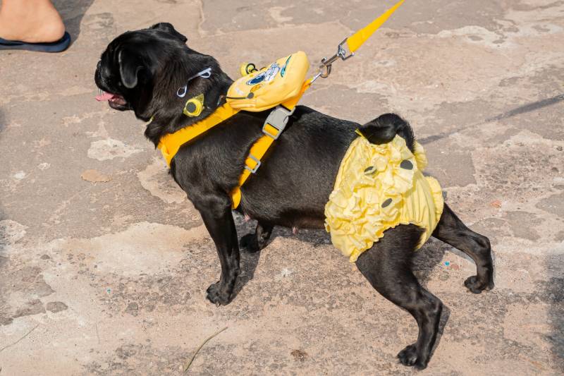 Crédito: Cecom-Benevides/Karla Sofia