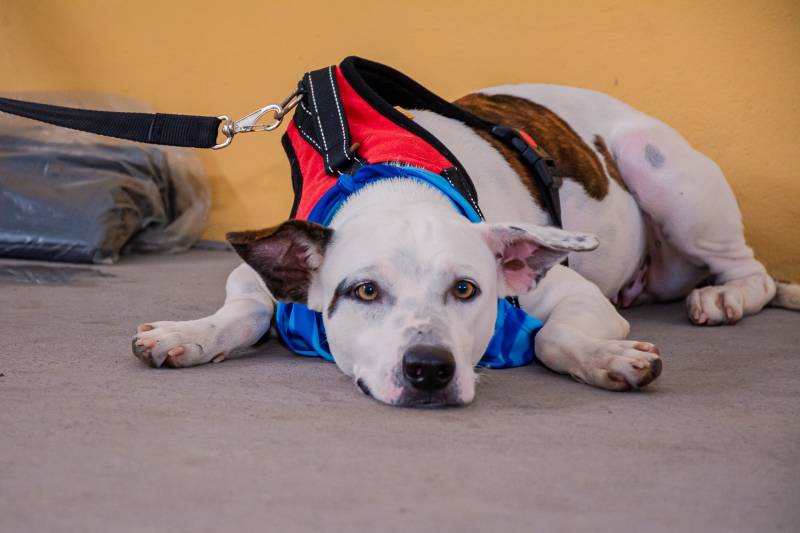 Crédito: Cecom-Benevides/Karla Sofia