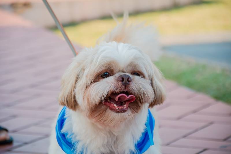 Crédito: Cecom-Benevides/Karla Sofia