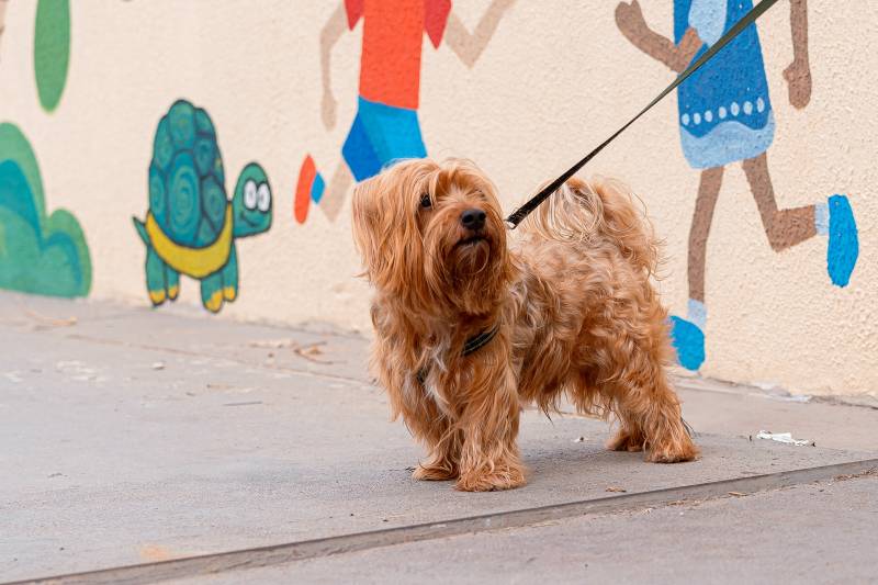 Crédito: Cecom-Benevides/Heloam Sousa