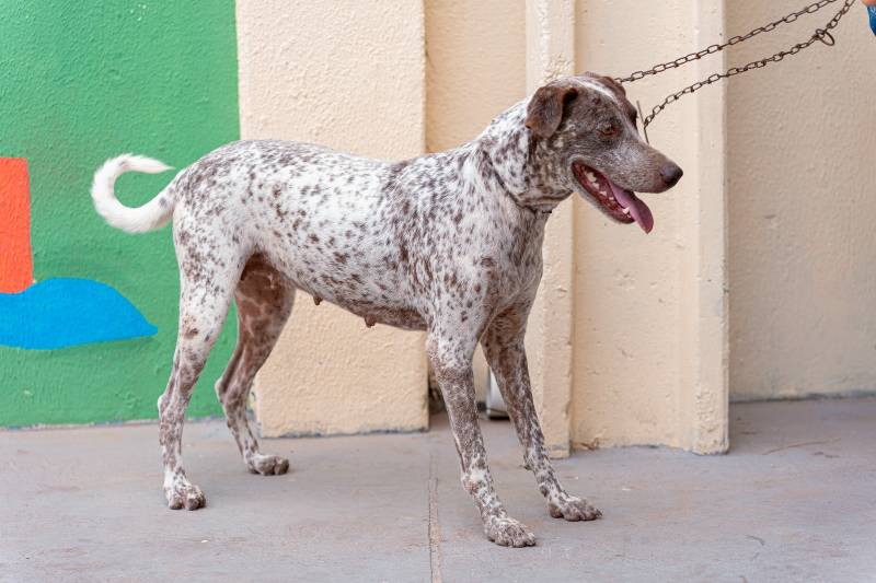 Crédito: Cecom-Benevides/Heloam Sousa