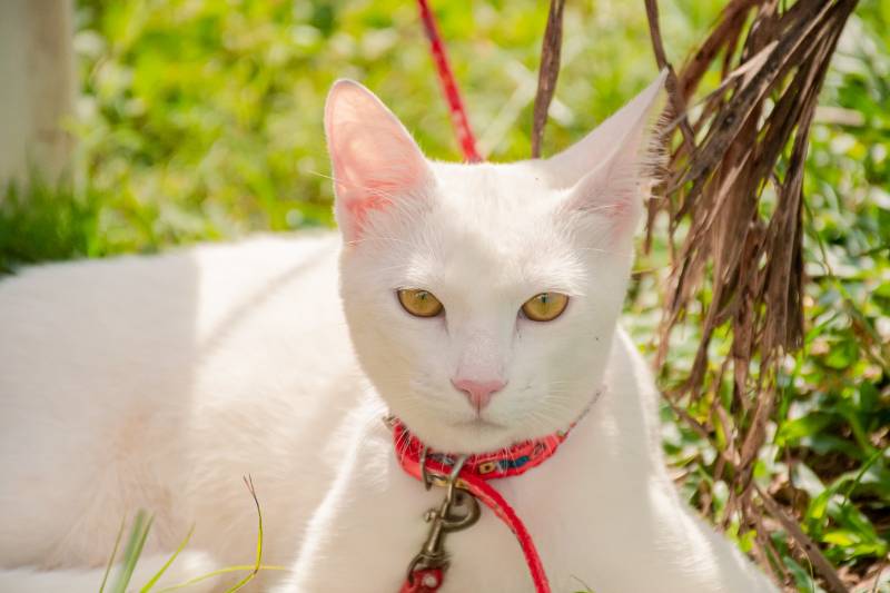 Crédito: Cecom-Benevides/Karla Reis