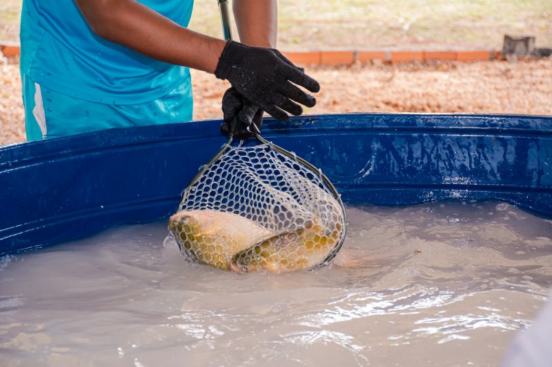 FEIRA LIVRE DO PEIXE - BENFICA