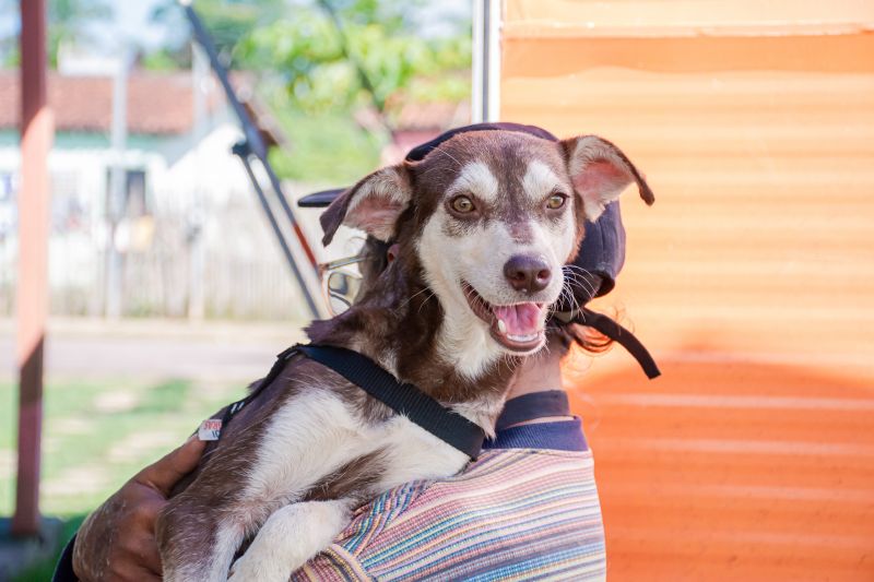 AÇÃO CASTRA MÓVEL (CÃES) - COHAB MURININ
