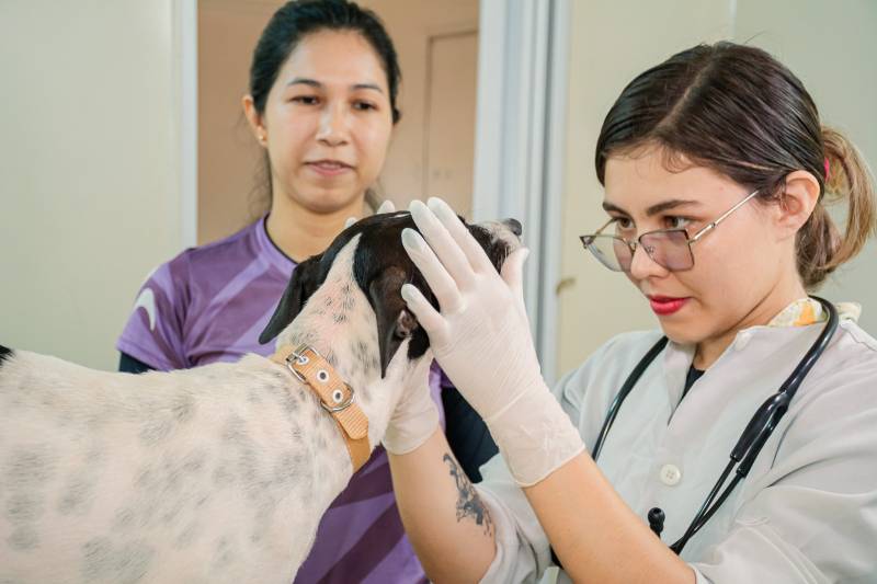 Castramóvel realiza mais de 60 atendimentos gratuitos no Distrito de Santa Maria