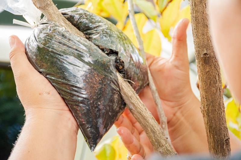 Crédito: Karla Reis