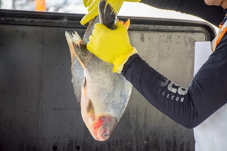 FEIRA DO PESCADO SANTA MARIA
