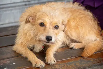 AÇÃO CASTRA MÓVEL - GINÁSIO NAGIBÃO