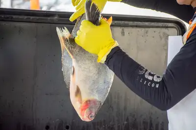 FEIRA DO PESCADO SANTA MARIA