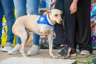 2ª CÃOMINHADA - MURININ