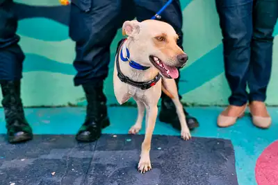 Prótese Cachorro