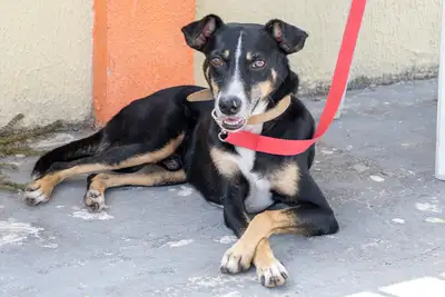 AÇÃO CASTRA MÓVEL (CÃES) MADRE TEREZA