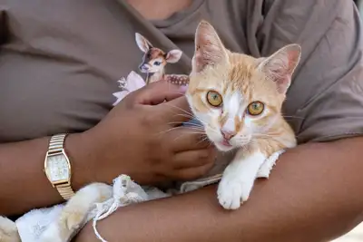 AÇÃO CASTRA MÓVEL (GATOS) MADRE TEREZA